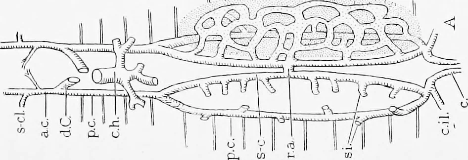An illustration from Stöhr's histology, arranged upon an embryological basis, 1906, leaf 262