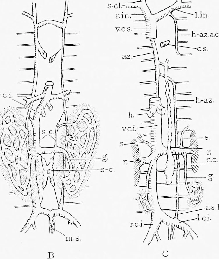 An illustration from Stöhr's histology, arranged upon an embryological basis, 1906, leaf 262