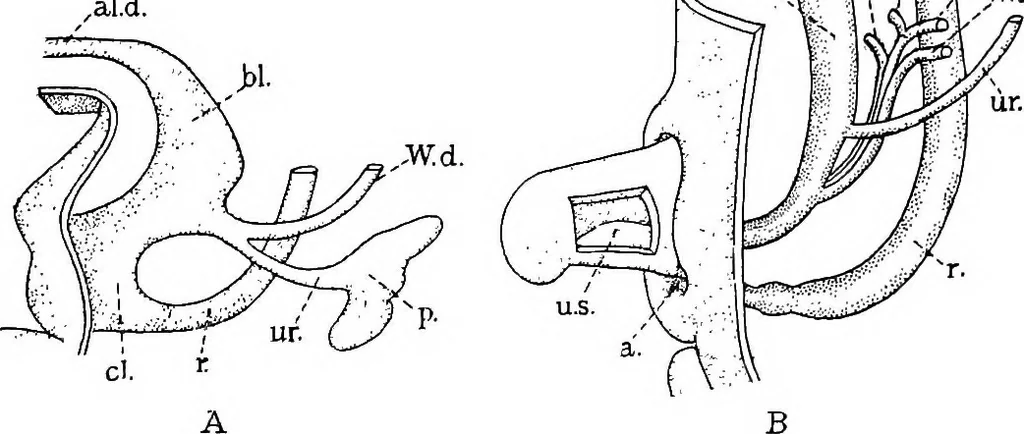 An illustration from Stöhr's histology, arranged upon an embryological basis, 1906, leaf 264