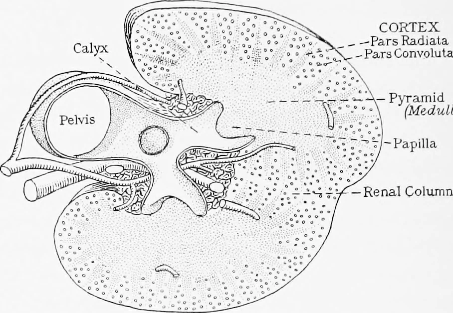 An illustration from Stöhr's histology, arranged upon an embryological basis, 1906, leaf 265