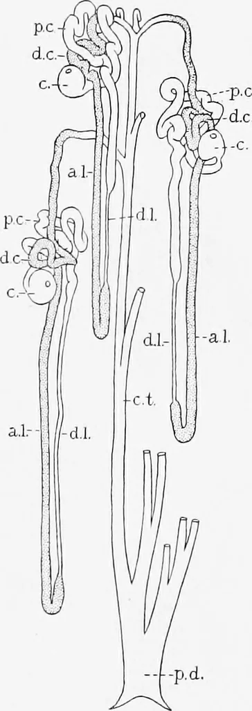 An illustration from Stöhr's histology, arranged upon an embryological basis, 1906, leaf 267