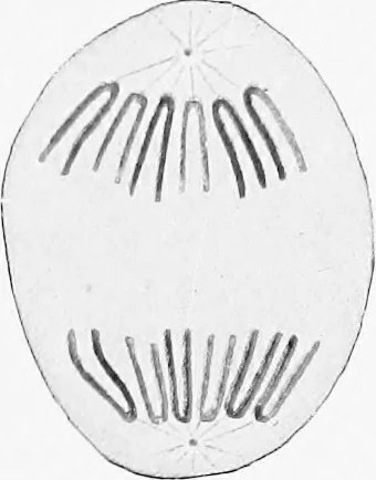 An illustration from Stöhr's histology, arranged upon an embryological basis, 1906, leaf 27