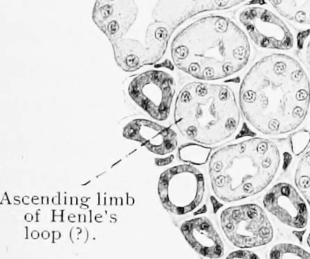 An illustration from Stöhr's histology, arranged upon an embryological basis, 1906, leaf 270