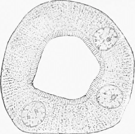 An illustration from Stöhr's histology, arranged upon an embryological basis, 1906, leaf 271