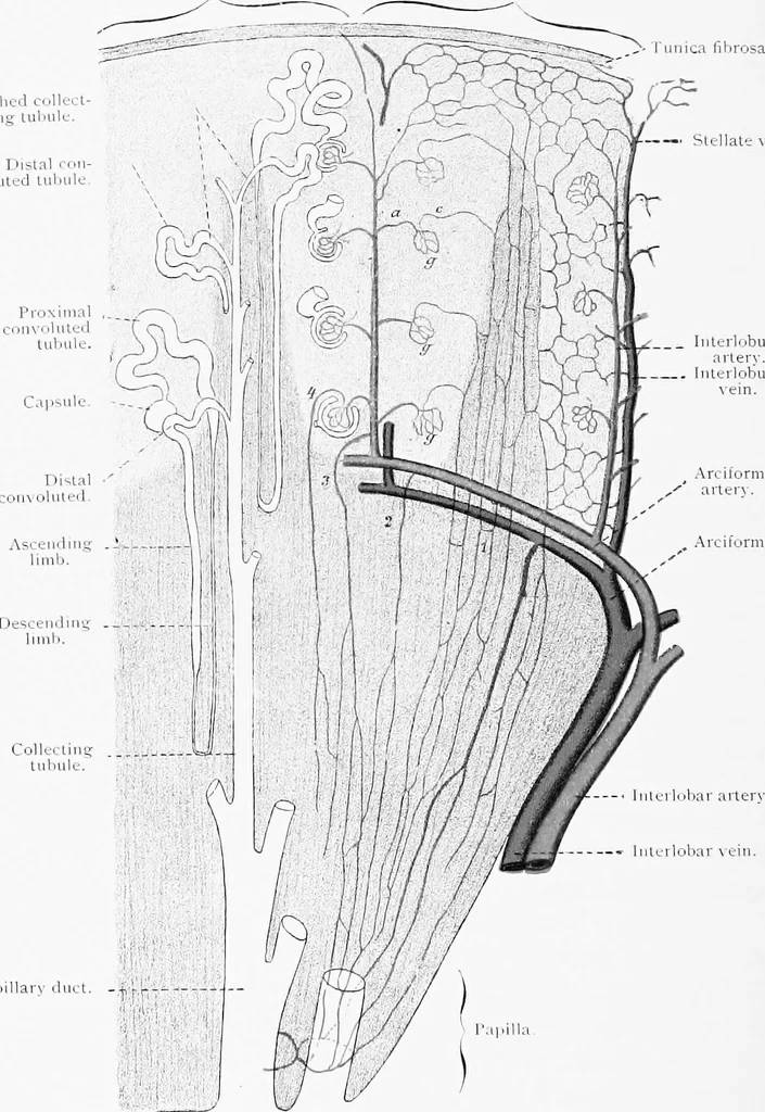 An illustration from Stöhr's histology, arranged upon an embryological basis, 1906, leaf 273