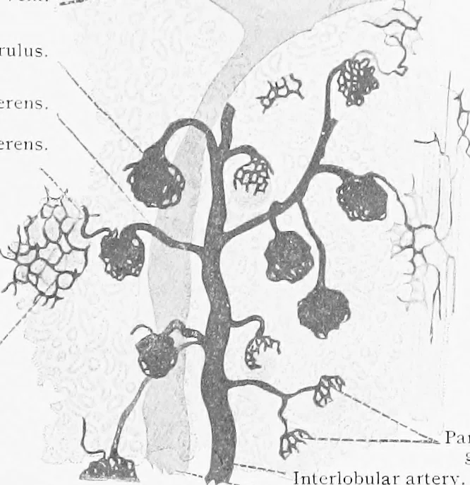 An illustration from Stöhr's histology, arranged upon an embryological basis, 1906, leaf 274