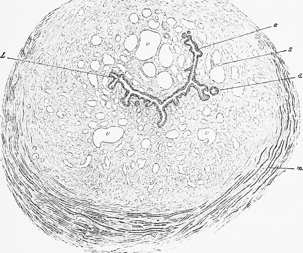 An illustration from Stöhr's histology, arranged upon an embryological basis, 1906, leaf 278