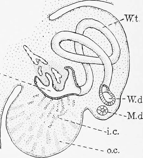 An illustration from Stöhr's histology, arranged upon an embryological basis, 1906, leaf 279