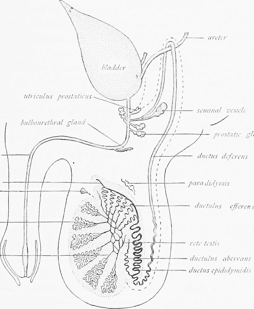 An illustration from Stöhr's histology, arranged upon an embryological basis, 1906, leaf 280
