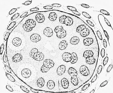 An illustration from Stöhr's histology, arranged upon an embryological basis, 1906, leaf 283