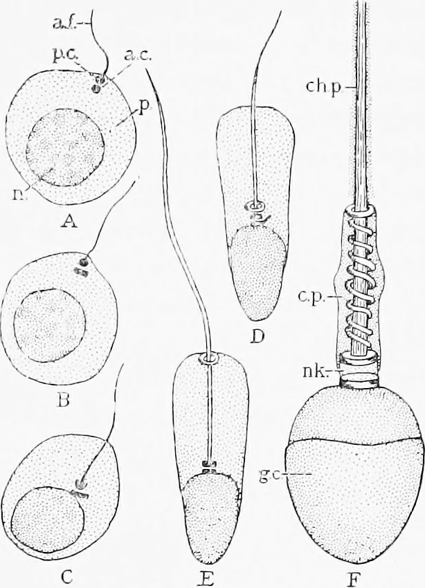 An illustration from Stöhr's histology, arranged upon an embryological basis, 1906, leaf 286