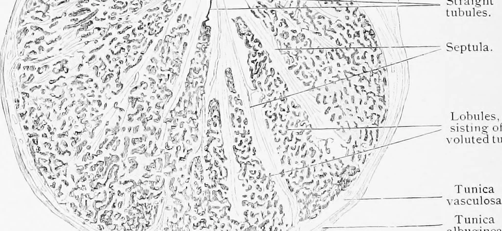 An illustration from Stöhr's histology, arranged upon an embryological basis, 1906, leaf 289