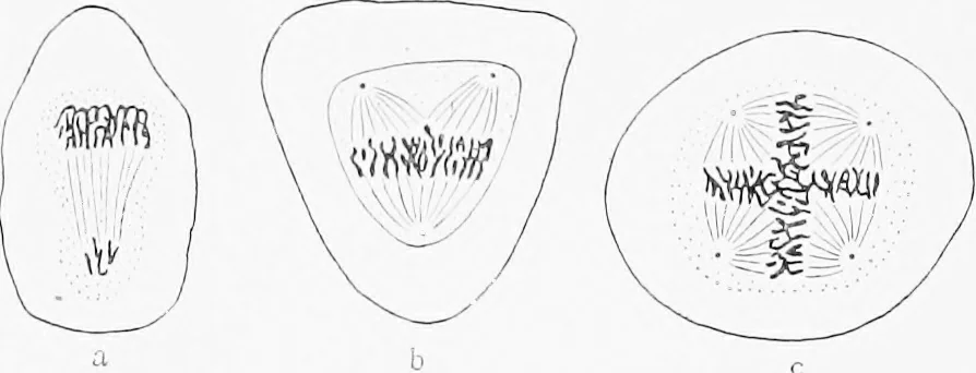 An illustration from Stöhr's histology, arranged upon an embryological basis, 1906, leaf 29