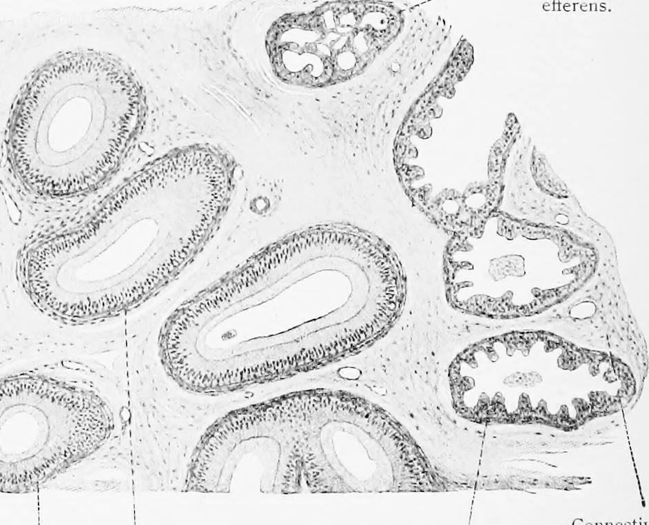 An illustration from Stöhr's histology, arranged upon an embryological basis, 1906, leaf 291