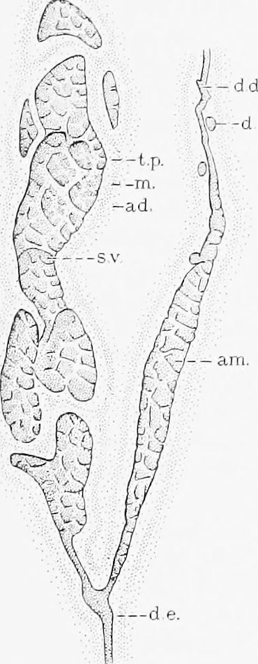 An illustration from Stöhr's histology, arranged upon an embryological basis, 1906, leaf 294