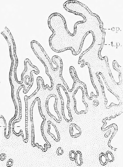 An illustration from Stöhr's histology, arranged upon an embryological basis, 1906, leaf 294