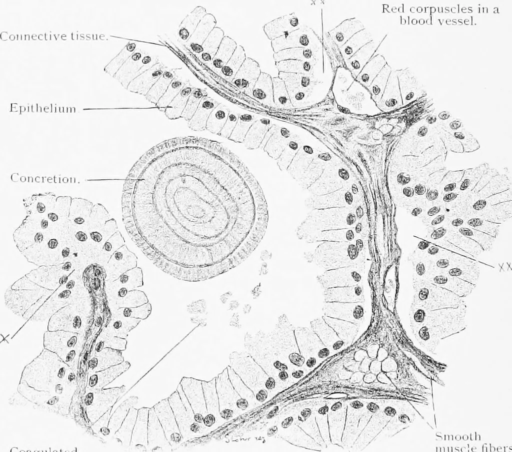 An illustration from Stöhr's histology, arranged upon an embryological basis, 1906, leaf 297