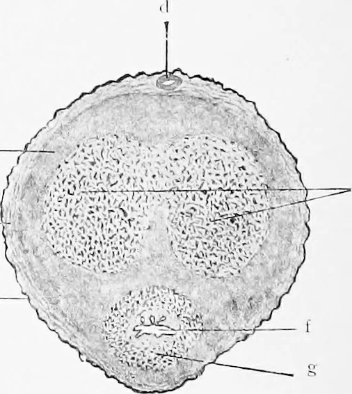 An illustration from Stöhr's histology, arranged upon an embryological basis, 1906, leaf 299
