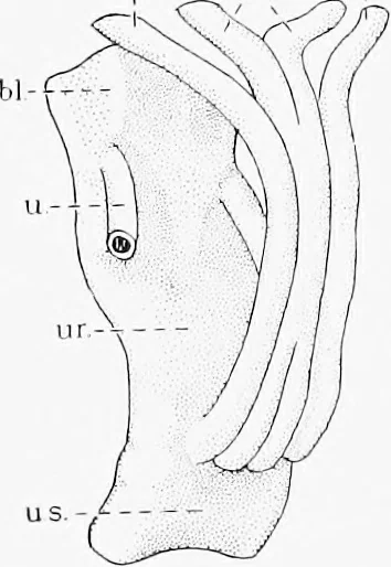 An illustration from Stöhr's histology, arranged upon an embryological basis, 1906, leaf 300