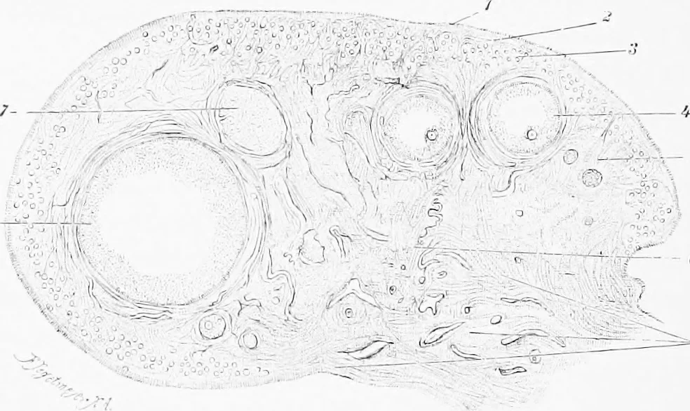 An illustration from Stöhr's histology, arranged upon an embryological basis, 1906, leaf 303