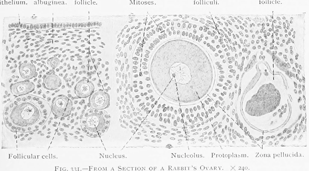An illustration from Stöhr's histology, arranged upon an embryological basis, 1906, leaf 304