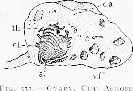 An illustration from Stöhr's histology, arranged upon an embryological basis, 1906, leaf 305