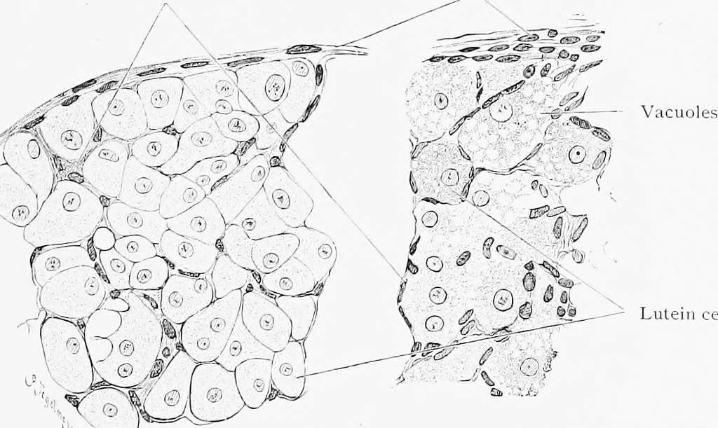 An illustration from Stöhr's histology, arranged upon an embryological basis, 1906, leaf 306