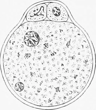 An illustration from Stöhr's histology, arranged upon an embryological basis, 1906, leaf 308