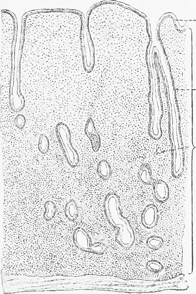 An illustration from Stöhr's histology, arranged upon an embryological basis, 1906, leaf 312