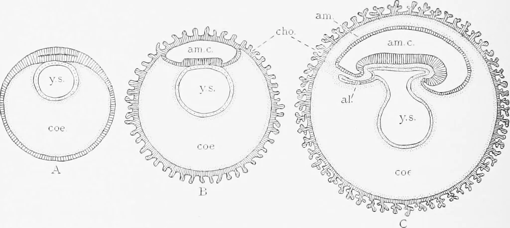 An illustration from Stöhr's histology, arranged upon an embryological basis, 1906, leaf 315