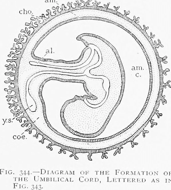 An illustration from Stöhr's histology, arranged upon an embryological basis, 1906, leaf 316