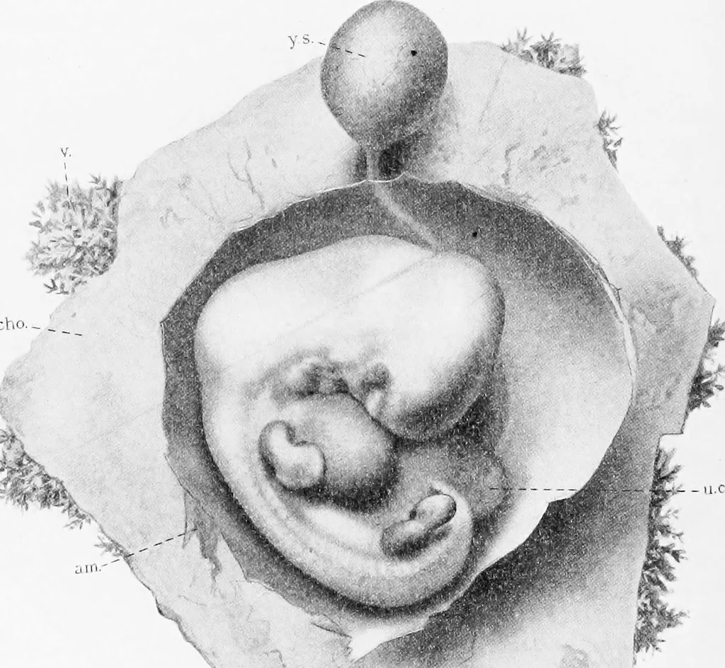 An illustration from Stöhr's histology, arranged upon an embryological basis, 1906, leaf 317