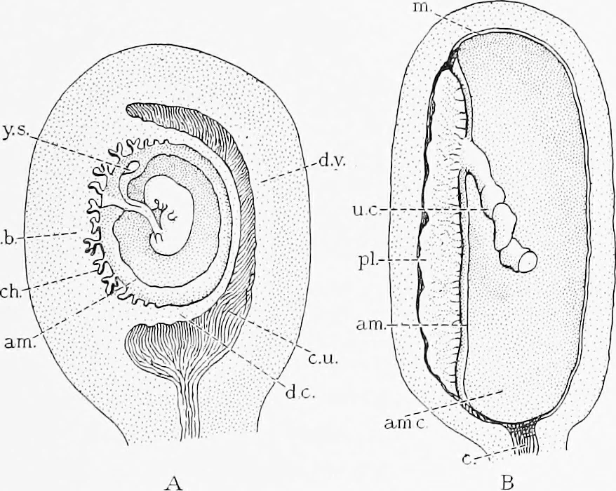 An illustration from Stöhr's histology, arranged upon an embryological basis, 1906, leaf 318