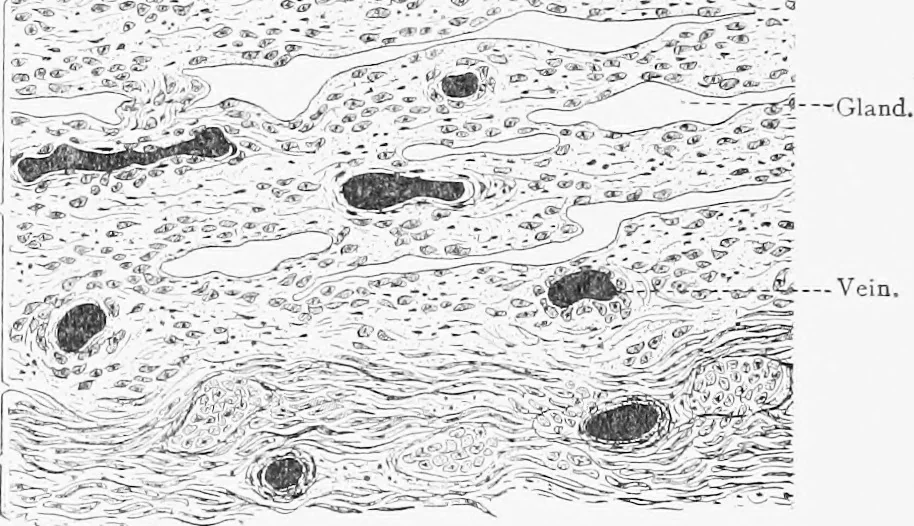An illustration from Stöhr's histology, arranged upon an embryological basis, 1906, leaf 319