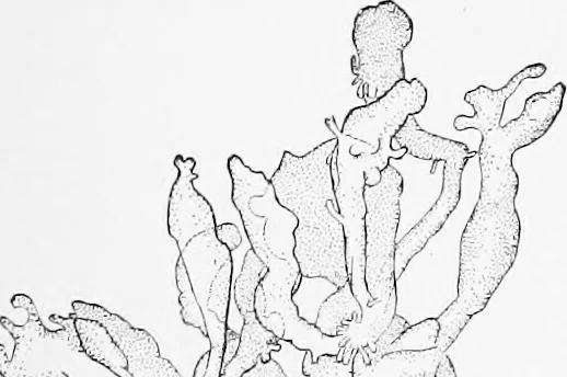An illustration from Stöhr's histology, arranged upon an embryological basis, 1906, leaf 320