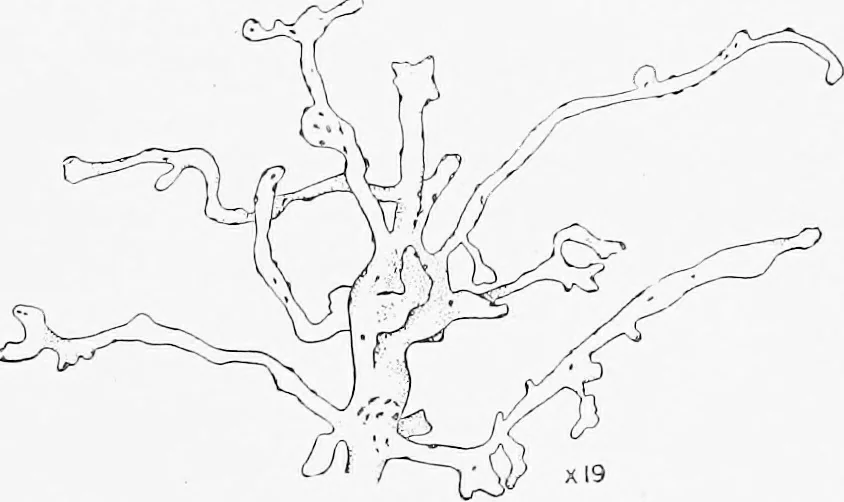 An illustration from Stöhr's histology, arranged upon an embryological basis, 1906, leaf 320