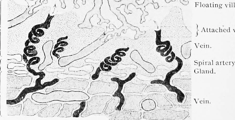 An illustration from Stöhr's histology, arranged upon an embryological basis, 1906, leaf 321