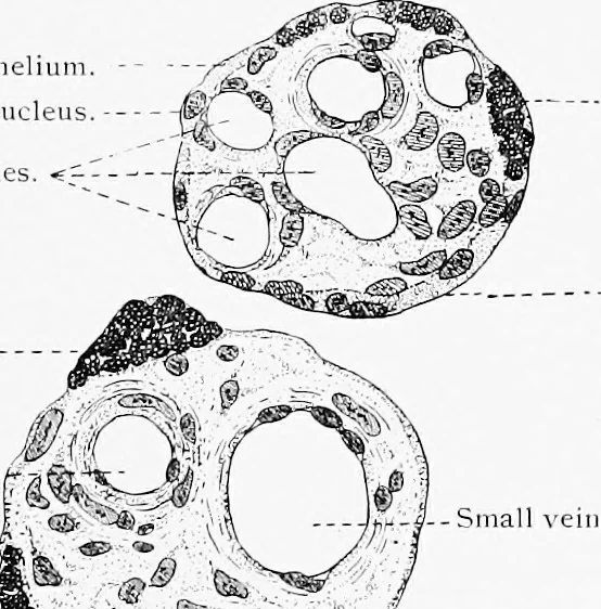 An illustration from Stöhr's histology, arranged upon an embryological basis, 1906, leaf 322
