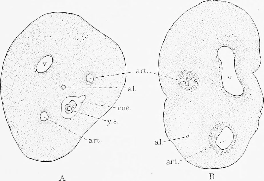 An illustration from Stöhr's histology, arranged upon an embryological basis, 1906, leaf 324