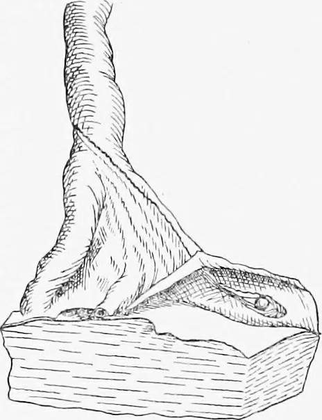 An illustration from Stöhr's histology, arranged upon an embryological basis, 1906, leaf 325