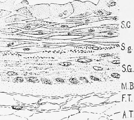 An illustration from Stöhr's histology, arranged upon an embryological basis, 1906, leaf 325