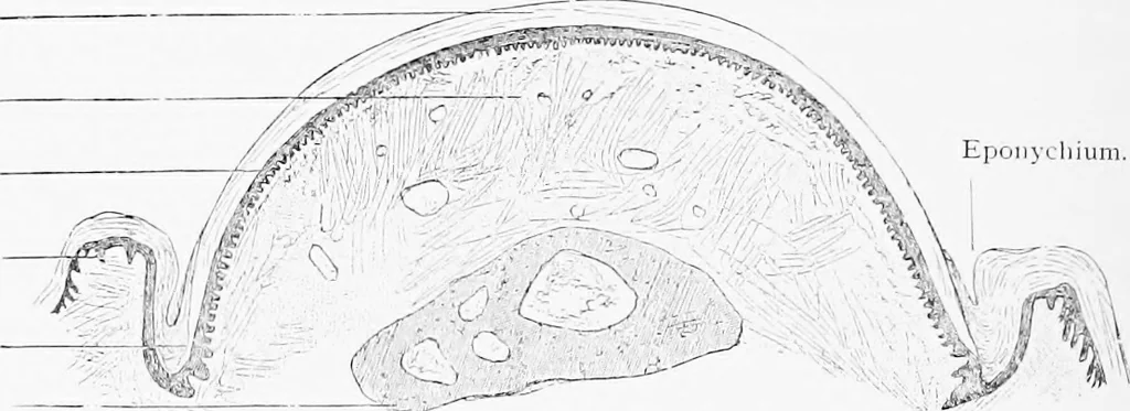 An illustration from Stöhr's histology, arranged upon an embryological basis, 1906, leaf 331