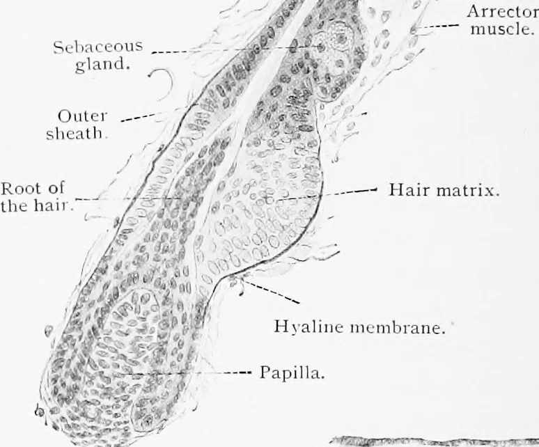 An illustration from Stöhr's histology, arranged upon an embryological basis, 1906, leaf 333