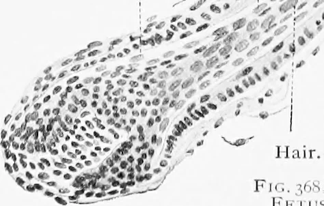 An illustration from Stöhr's histology, arranged upon an embryological basis, 1906, leaf 333