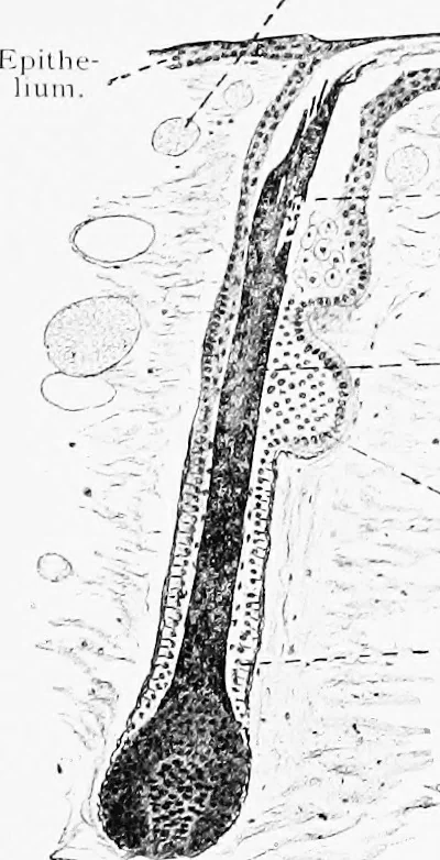 An illustration from Stöhr's histology, arranged upon an embryological basis, 1906, leaf 334