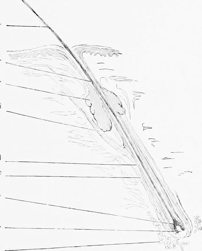 An illustration from Stöhr's histology, arranged upon an embryological basis, 1906, leaf 334