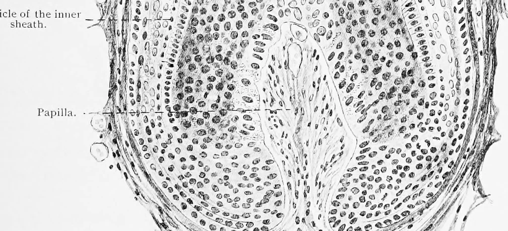 An illustration from Stöhr's histology, arranged upon an embryological basis, 1906, leaf 336
