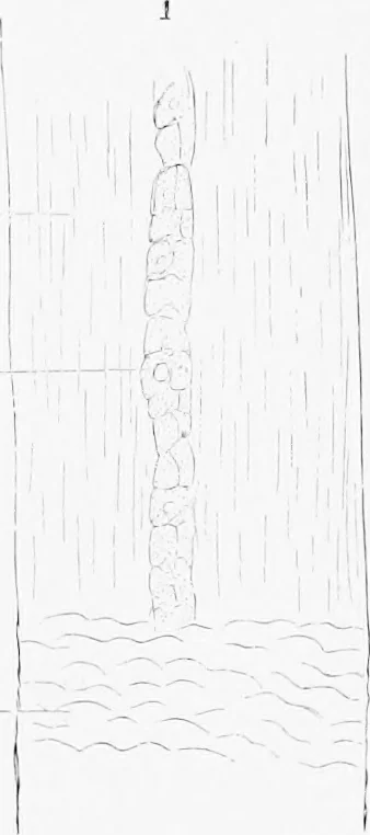An illustration from Stöhr's histology, arranged upon an embryological basis, 1906, leaf 337
