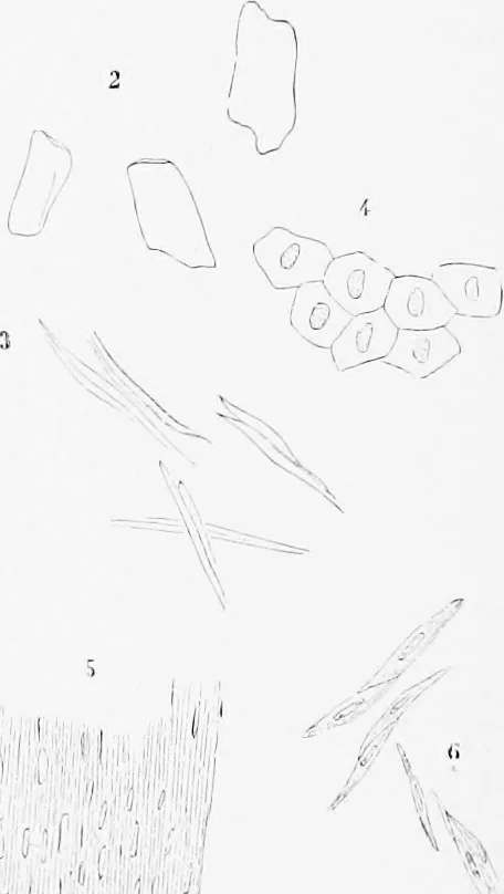 An illustration from Stöhr's histology, arranged upon an embryological basis, 1906, leaf 337