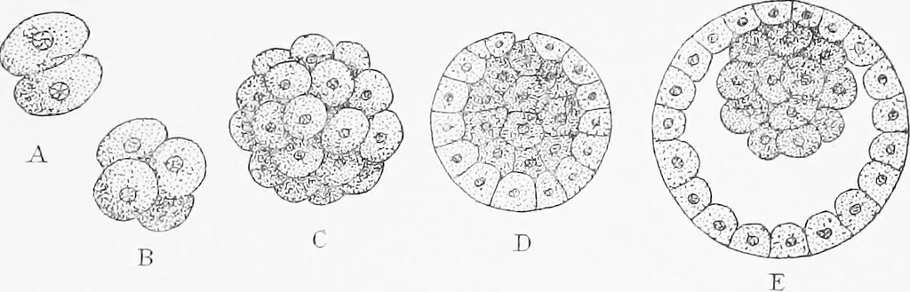 An illustration from Stöhr's histology, arranged upon an embryological basis, 1906, leaf 34